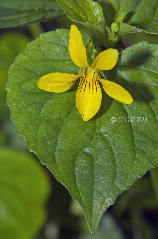 Stream Violet, Viola glabella, Van Damme州立公园在北加州海岸;家庭堇菜科分类。带花蜜向导的黄花。